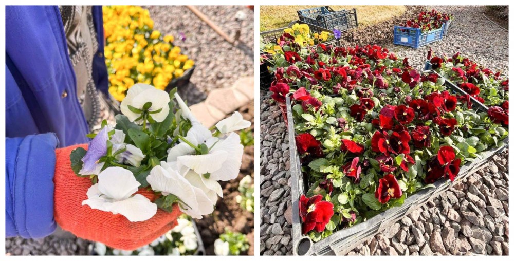 FOTO // Atmosferă de primăvară la Orhei - mii de flori multicolore plantate în oraș de echipa lui Șor
